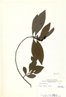 藏品(屏東木薑子)的圖片